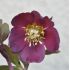 Helleborus 'Purple'