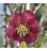 Helleborus 'Red hybrids'