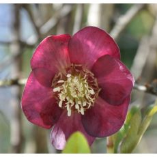 Helleborus 'Red hybrids'