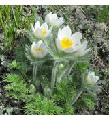 Pulsatilla vulgaris 'Pinwheel White'