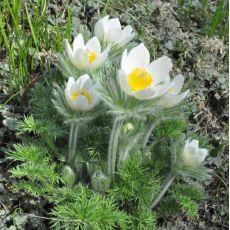 Pulsatilla vulgaris 'Pinwheel White'