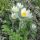 Pulsatilla vulgaris 'Pinwheel White'
