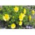 Adonis vernalis -  1,5l