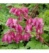 Dicentra formosa 'Luxuriant'