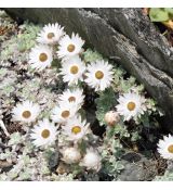 Helichrysum milfordiae