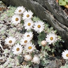 Helichrysum milfordiae