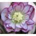 Helleborus 'Double Ellen Picotee' - 1l