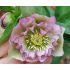 Helleborus 'Double Ellen Picotee' - 1l