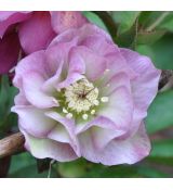 Helleborus x 'Double Ellen Pink '