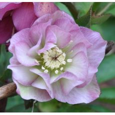 Helleborus x 'Double Ellen Pink '