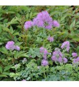 Thalictrum aquilegiifolium