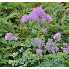 Thalictrum aquilegiifolium