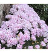 Armeria juniperifolia 'Lelekovice'