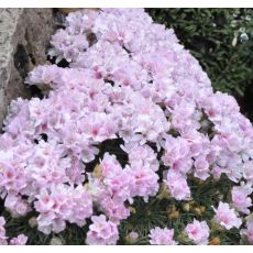 Armeria juniperifolia 'Lelekovice'