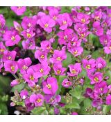 Arabis caucasica 'Little Treasure Deep Rose'