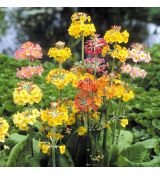 Primula Bullessiana