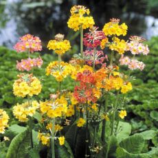 Primula Bullessiana