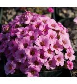 Saxifraga 'Dawn frost'