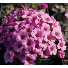 Saxifraga 'Dawn frost'