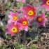 Pulsatilla vulgaris 'Rote glocke'