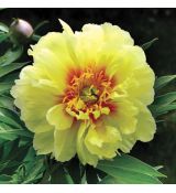 Paeonia 'Bartzella'