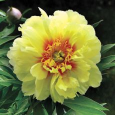 Paeonia 'Bartzella'