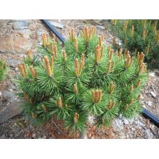 Pinus mugo pumilio