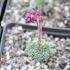 Saxifraga 'Eva hanzlíková'