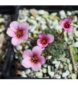 Saxifraga 'Pluto'