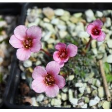 Saxifraga 'Pluto'