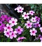 Phlox 'Daisy Hill'