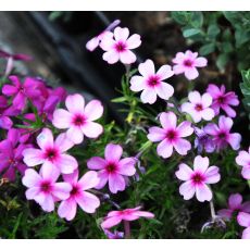 Phlox 'Daisy Hill'