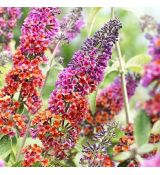 Buddleja 'Flower power'