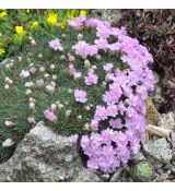 Armeria juniperifolia 'Brno'