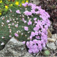 Armeria juniperifolia 'Brno'