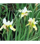 Iris sibirica 'Butter and Sugar'