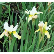 Iris sibirica 'Butter and Sugar'