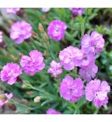 Dianthus gratianopolitanus 'Pink Jewel'