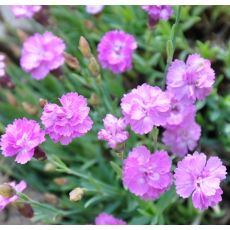 Dianthus gratianopolitanus 'Pink Jewel'