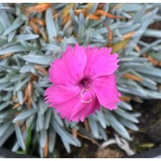 Dianthus 'Whatfield Magenta' 1l