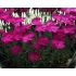 Dianthus 'Whatfield Magenta' 1l