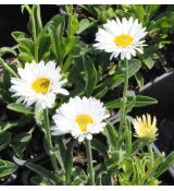 Aster alpinus 'Weisse Schone'