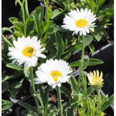 Aster alpinus 'Weisse Schone'