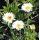 Aster alpinus 'Weisse Schone'