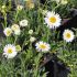 Aster alpinus 'Weisse Schone'