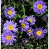 Aster alpinus 'Dark blue'