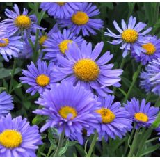 Aster alpinus 'Dark blue'