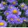 Aster alpinus 'Dark blue'