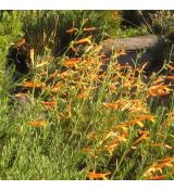 Penstemon pinifolius 'Mango Shades''