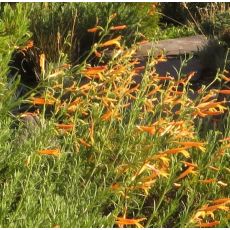 Penstemon pinifolius 'Mango Shades''